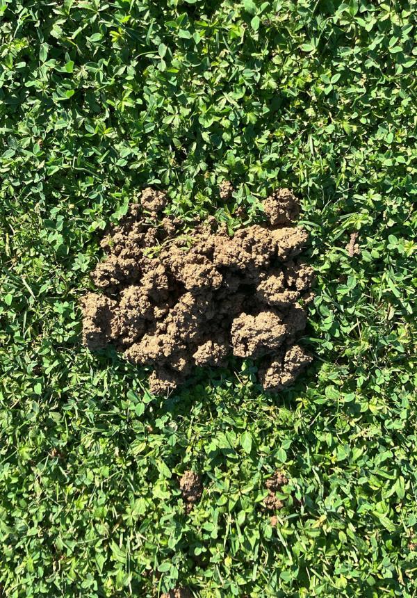 Cumulo di terra su erba verde, natura e tranquillità in un giorno di sole.